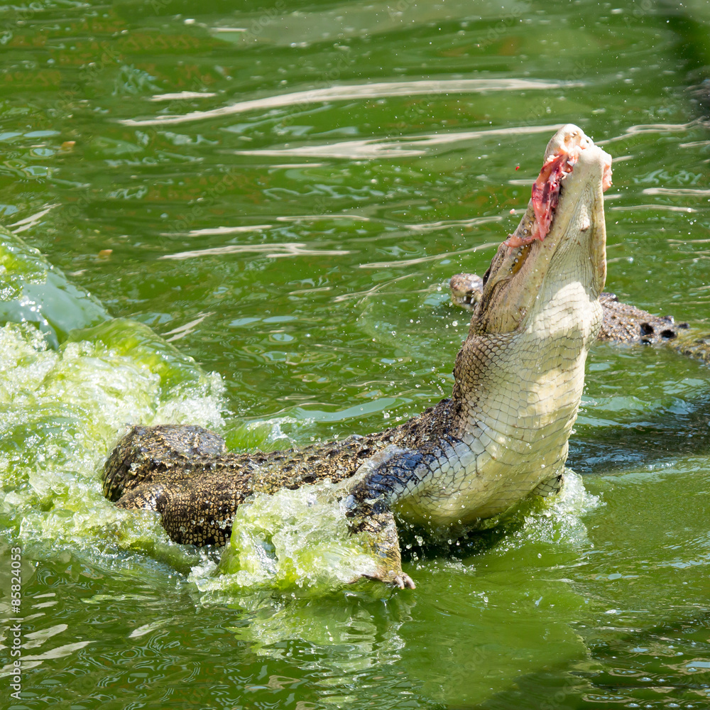 Fototapeta premium Gefräßiges Krokodil