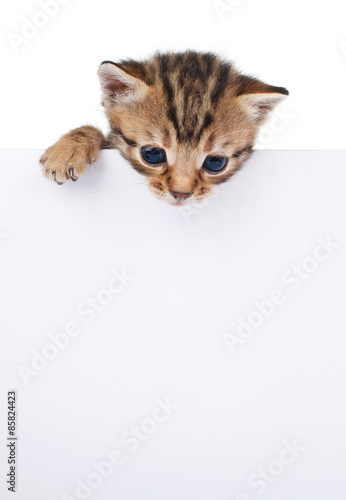 brown kitten with empty board