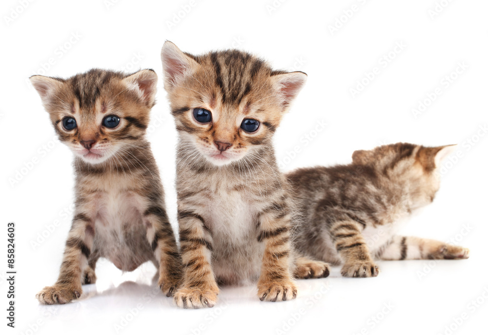 Three  kitten isolated