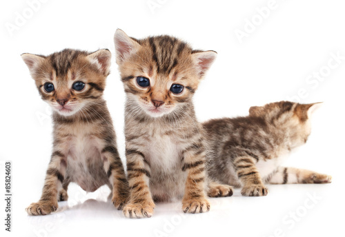Three  kitten isolated © serkucher