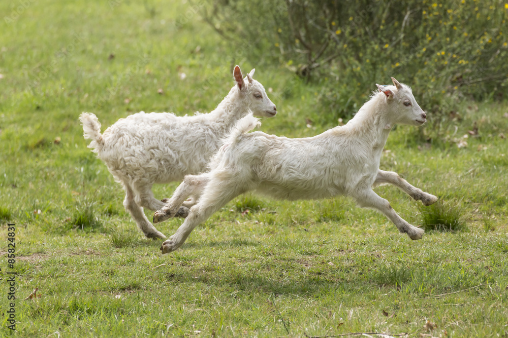 Obraz premium Ziegen auf der Heide