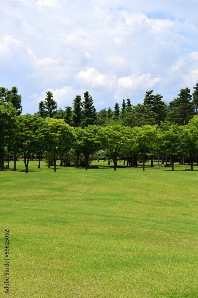Obraz premium 森と芝生の公園