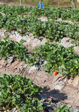 strawberry fruit in field plantation of agriculture
