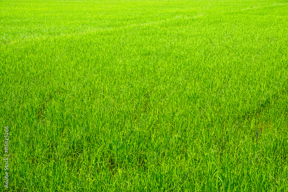 Natural green paddy rice field in Thailand. Natural green paddy rice field in Thailand.