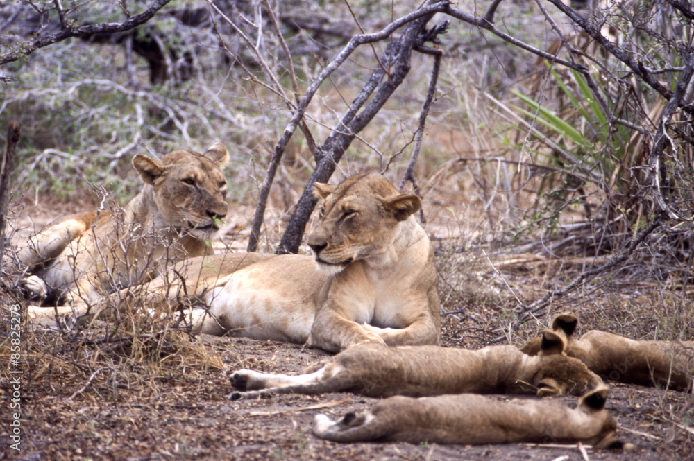 Fototapeta premium branco di leoni (Panthera leo) ripreso nel Selous game reserve in Tanzania 