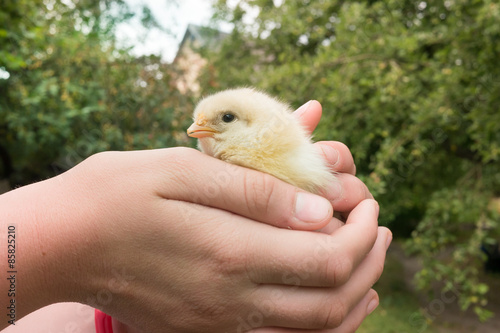 Girl holds small yellow chick in the hands at the garden