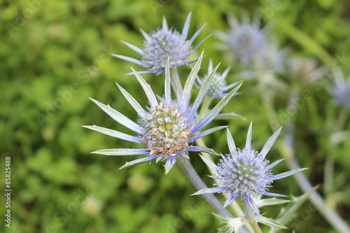 Blue "Mediterranean Sea Holly" plant in Innsbruck, Austria. Its scientific name is Eryngium Bourgatii, native to Pyrenees and Morocco.