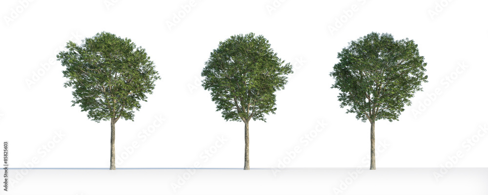 Fraxinus  tree 3D isolated