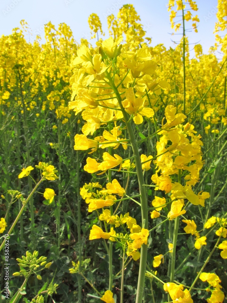 Obraz premium Flower of rape