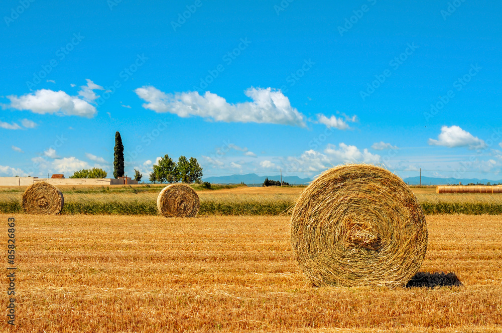 Fototapeta premium crop field in Spain with round straw bales after harvesting