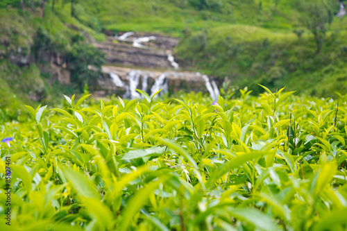 Tea Plantations In Sri Lanka photo