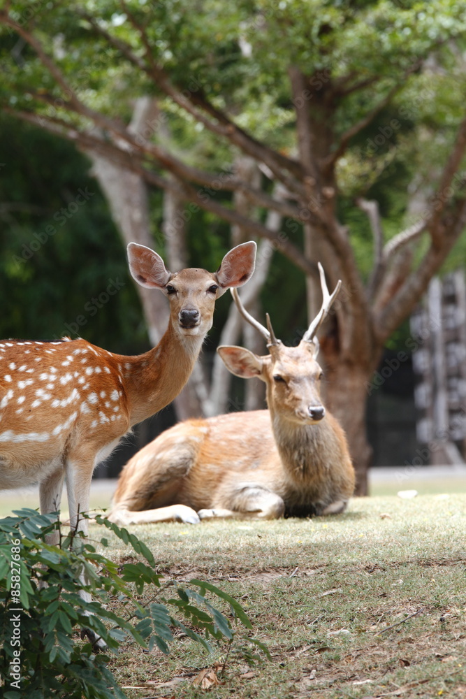 Deer lawn leisure

