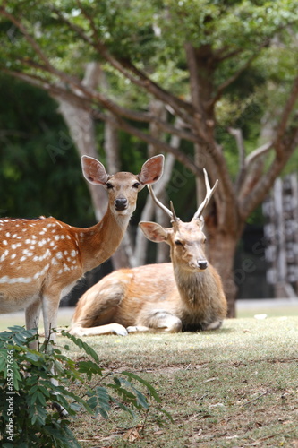 Deer lawn leisure  