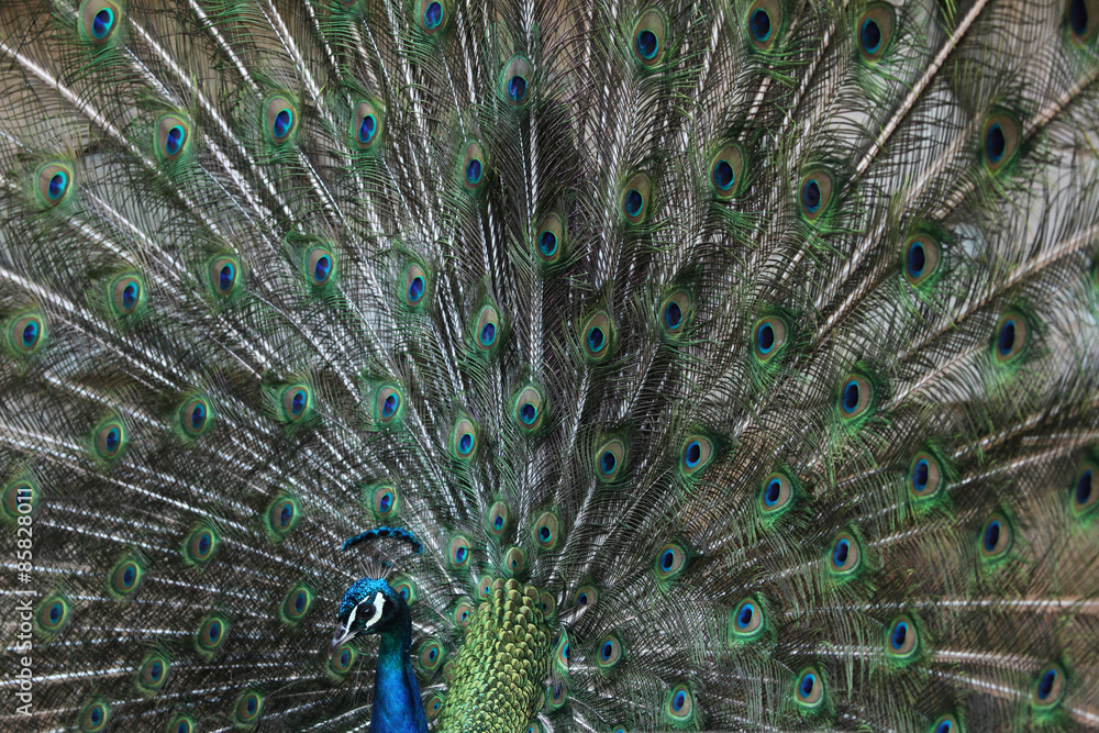 Fototapeta premium Indian peafowl (Pavo cristatus)