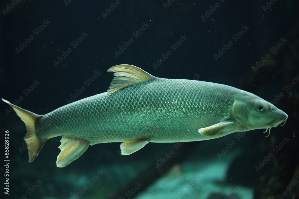 Fototapeta premium European barbel (Barbus barbus).