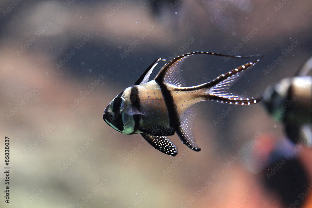 Banggai cardinalfish (Pterapogon kauderni). Stock Photo | Adobe Stock