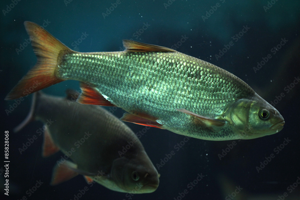 Common rudd (Scardinius erythropthalmus). Common rudd (Scardinius erythropthalmus).