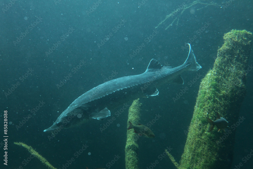 Naklejka premium European sturgeon (Huso huso)