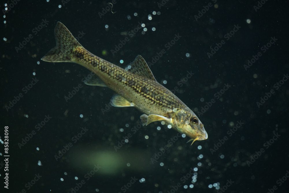Gudgeon (Gobio gobio) Gudgeon (Gobio gobio)