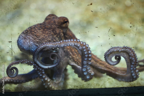 Photography Common octopus (Octopus vulgaris).
