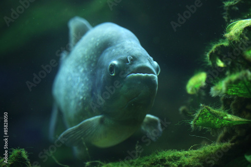 Piranha (Pygocentrus piraya)