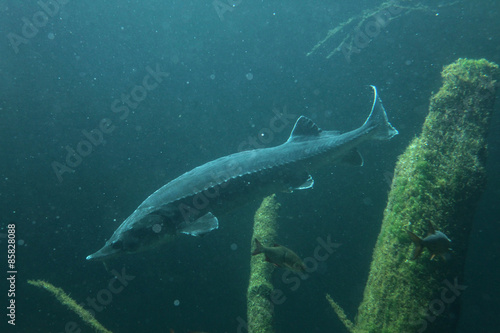 European sturgeon (Huso huso) photo