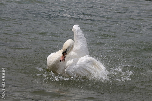 Weißer Schwan, Höckerschwan, aufgeregt und flügelschlagend photo