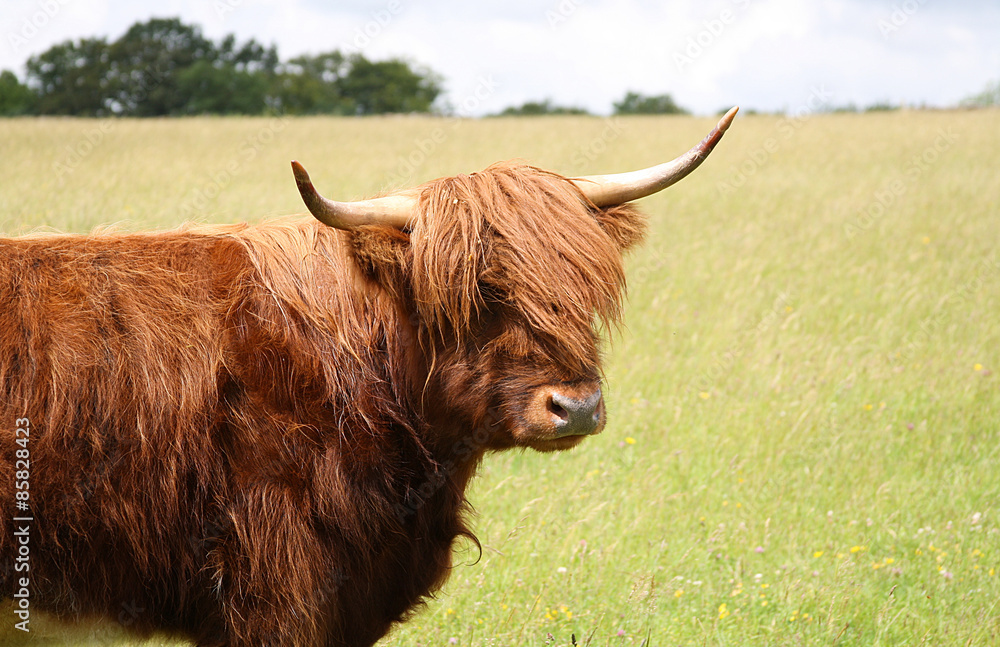 Highland cow Highland cow