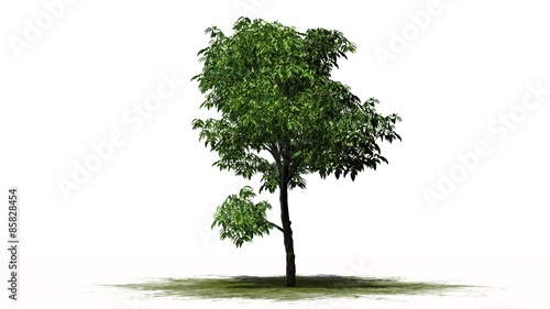 orange tree - isolated on white background