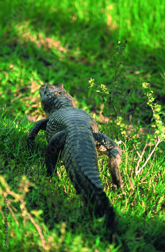 Crocodile alligator in the bush