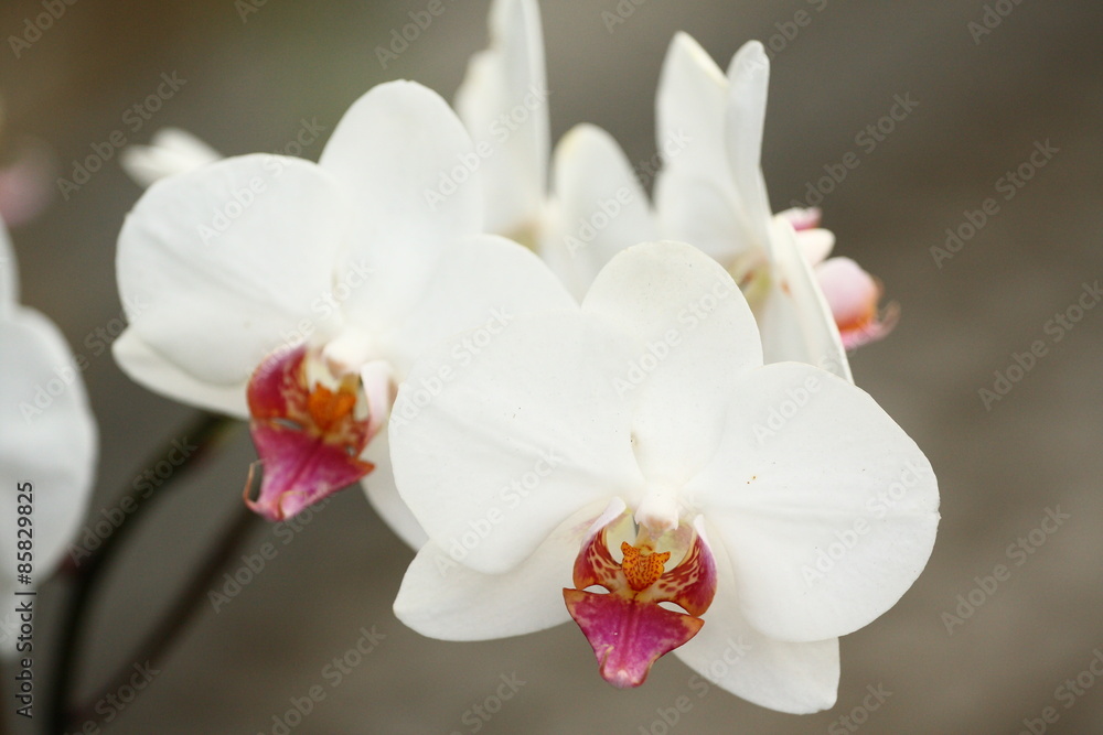 Fototapeta premium Storczyki - storczyk (Orchis - Orchidaceae) – byliny