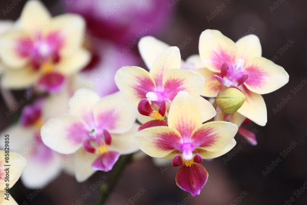 Naklejka premium Storczyki - storczyk (Orchis - Orchidaceae) – byliny