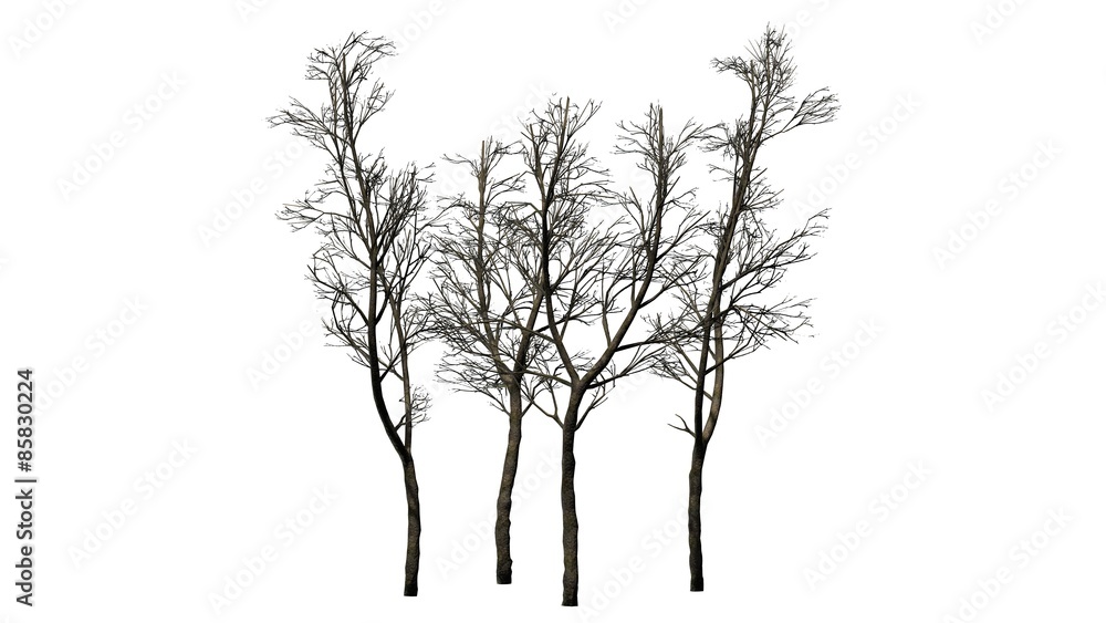 Obraz premium orange trees winter - isolated on white background