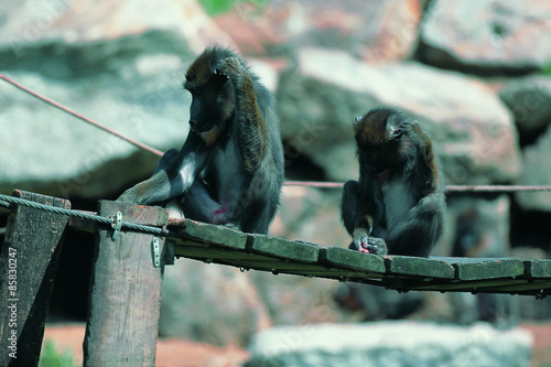  Monkey in the savanna