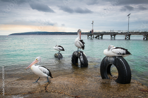 Pélicans sur l'île Kangourou