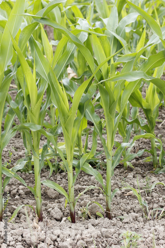 corn field corn field