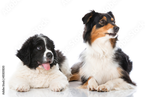 Fototapeta Naklejka Na Ścianę i Meble -  Zwei Hunde sehen nach oben