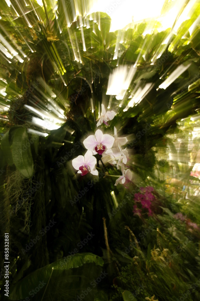 Storczyki - storczyk (Orchis - Orchidaceae) – byliny - obrazy, fototapety, plakaty 