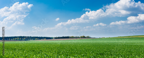 panorama of green field and blue sky