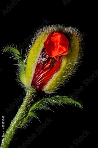 Poppy is about to bloom.