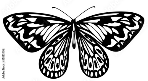 Beautiful black and white butterfly isolated on white