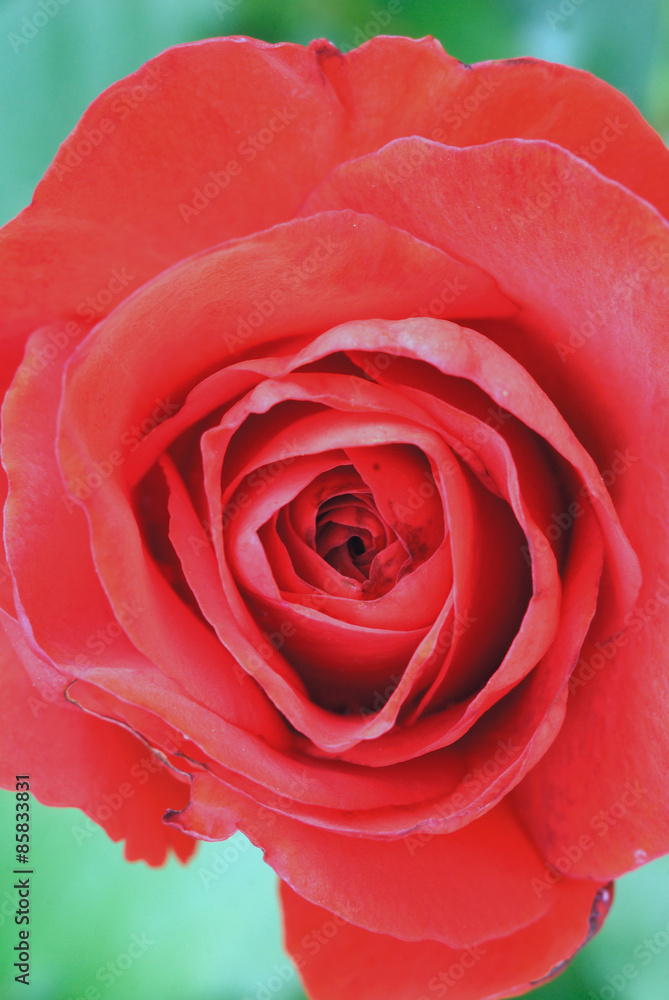 Rose petals. Rose petals.