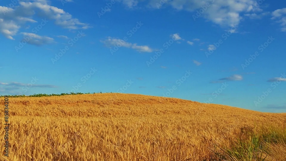 Wheat field against a blue sky Wheat field against a blue sky