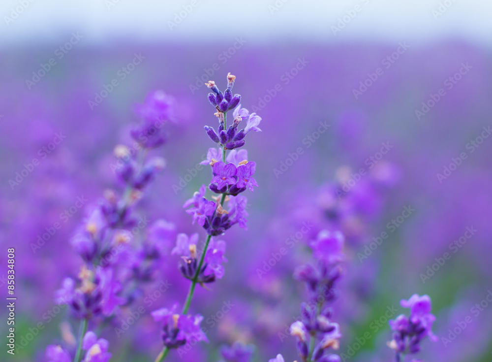 Obraz premium field lavender flowers