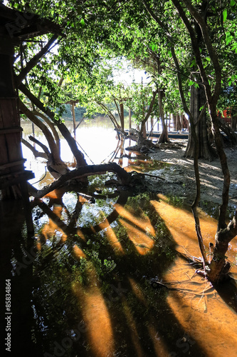 Yacuma river. Bolivian jungle. photo