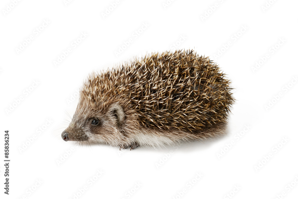 Cute baby hedgehog isolated in front of white background. Cute baby hedgehog isolated in front of white background.