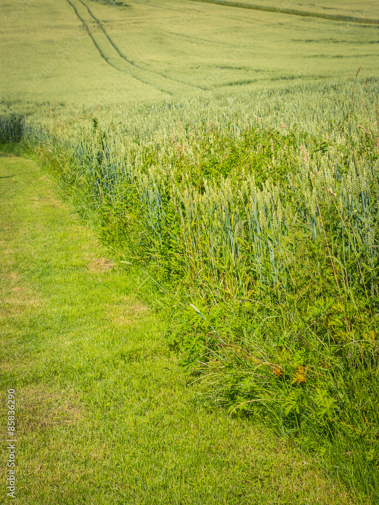 Obraz premium Getreideanbau
