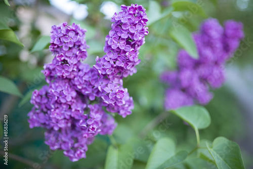 flowering fragrant lilac branch