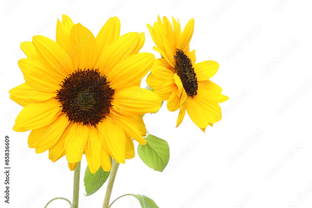 Obraz premium 向日葵