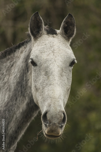 Horse portrait © juanmartinotero